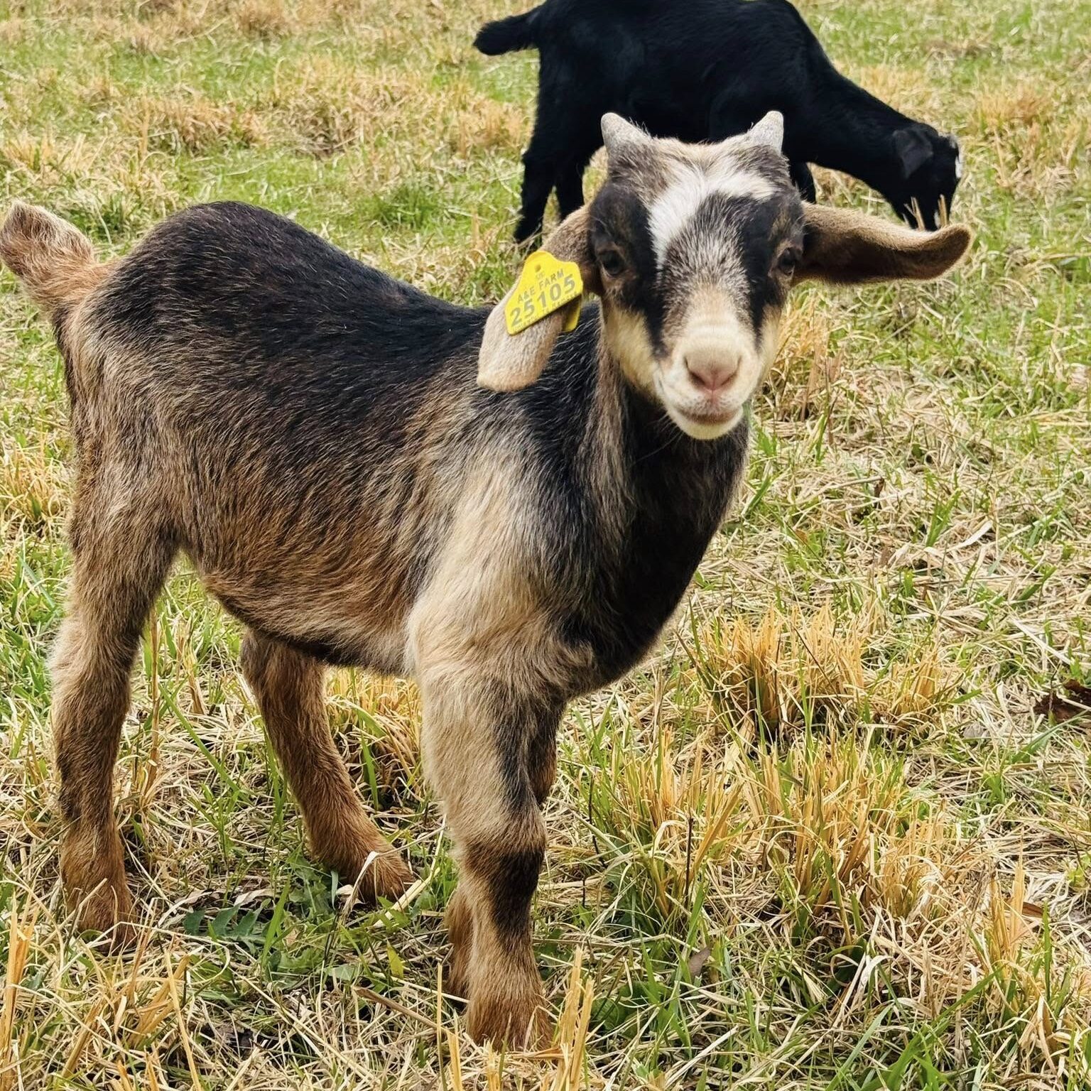 486969672_122201703662046265_5555939038935827059_n - Eco-Grazing Solution