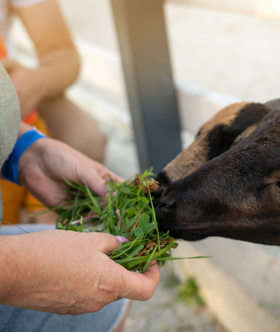 Untitled design - 2025-09-19T092431.507 - Eco-Grazing Solution