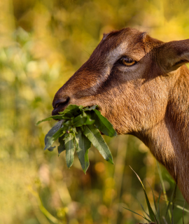 Untitled design - 2025-09-19T092605.264 - Eco-Grazing Solution