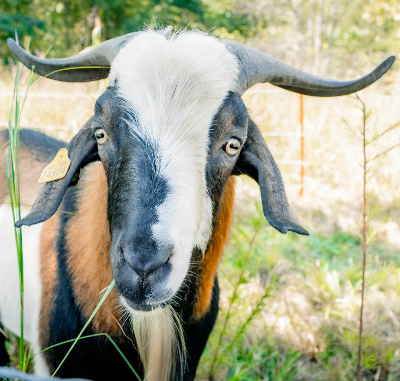 _DSC0091-4 - Eco-Grazing Solution