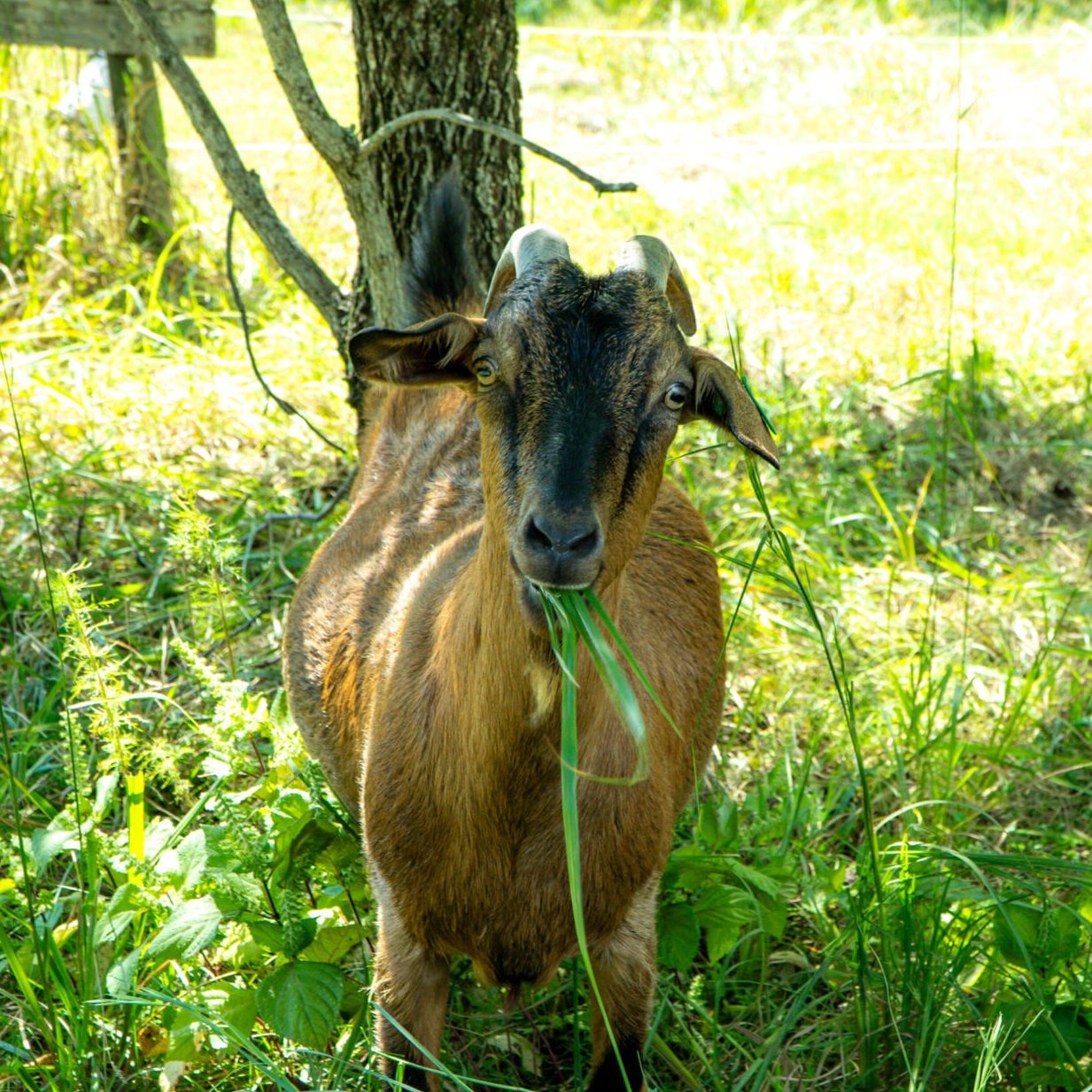 _DSC0104-2 - Eco-Grazing Solution