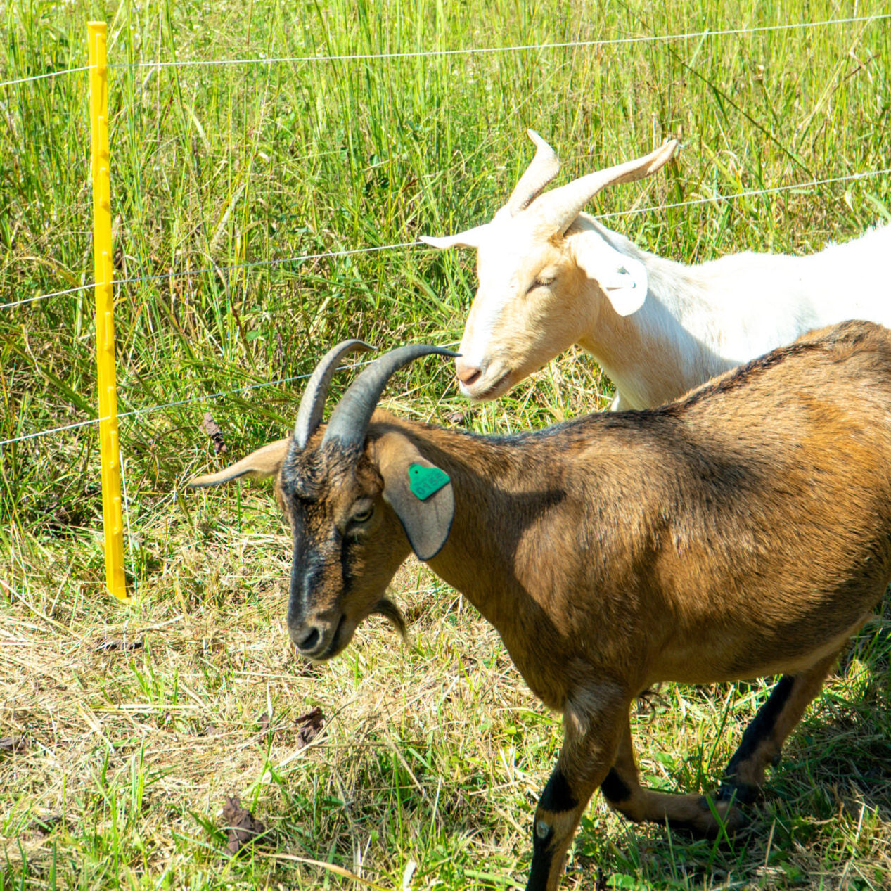_DSC9984-2 - Eco-Grazing Solution