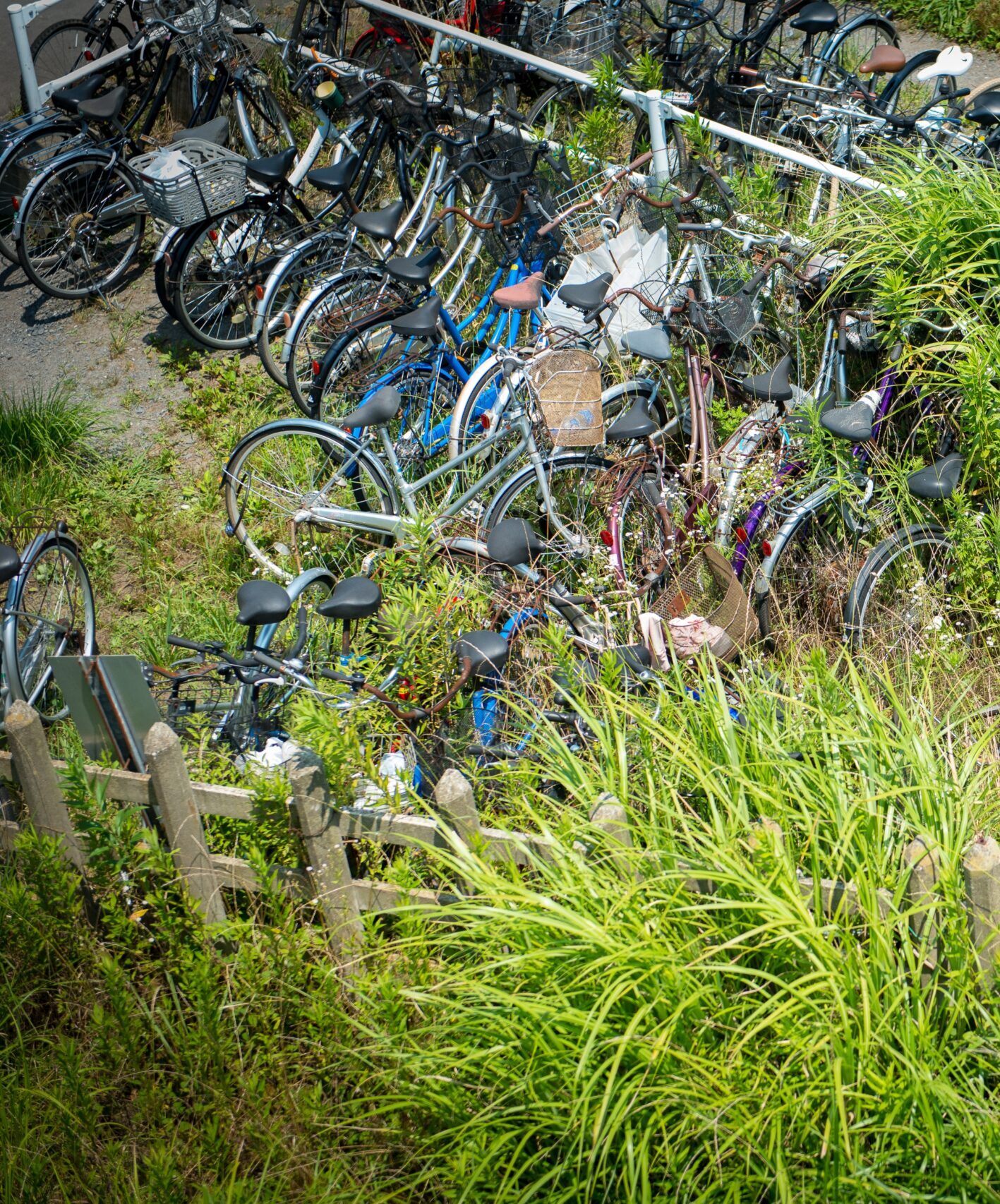 Japan 2017 - Eco-Grazing Solution